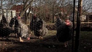 Na juhu Slovenska potvrdili vtáčiu chrípku H5N1, tento typ je prenosný na ľudí