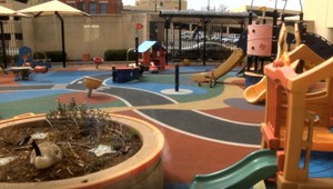 Deti nemôžu v škôlke chodiť na dvor, usídlil sa tam nečakaný návštevník