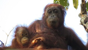 Turistu zatkli na letisku. V batožine prevážal nadrogovaného orangutana