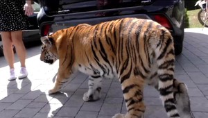 Ukrajinský chovateľ tvrdí, že údajný tiger na úteku, je u neho doma. Polícia výzvu na opatrnosť nezrušila