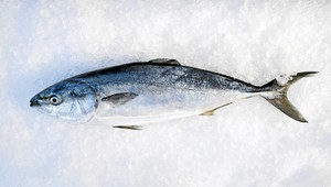 Obchodník lepil rybám umelé oči, aby vyzerali čerstvo