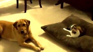 Odtučňovacie tábory pre psov, ponúkajú tľapkateles, dóga či šteko-pólo