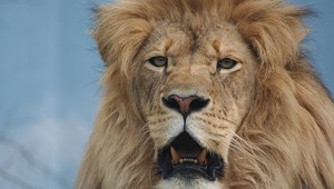 Zúrivý lev zaútočil na krotiteľa