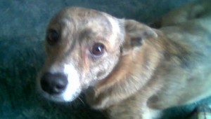 Stratil sa kríženec Tymi, chorej dcérke veľmi chýba!