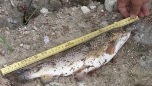 Smutný pohľad pre rybárov: V rieke Slatina došlo k masívnemu úhynu rýb