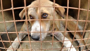 Slovenské útulky sú podľa Čechov koncentráky!