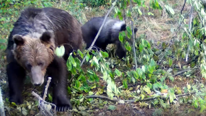 Medvede sa do zimného spánku nehrnú. Na svedomí to má aj počasie