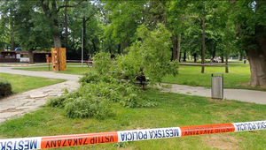 Rodinná prechádzka v Nitre sa skončila drámou. Padajúci konár zranil matku, kým otec s dieťaťom stihli odskočiť