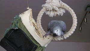 Vo Fiľakove sa stratil papagáj, nevideli ste ho?