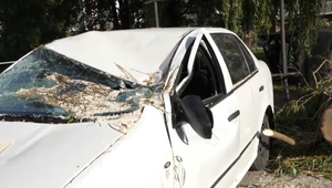 Mohutný konár starej vŕby sa zlomil a spadol na autá. Len zázrakom popod ňu nešli v tom čase ľudia