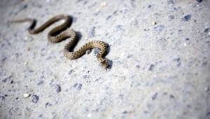 Jedovatý had v ambulancii. Vypadol pacientovi z montérok