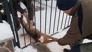 VIDEO: Maškrtný srnček opäť uviazol. Zachraňovali ho poľovníci