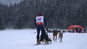 Náročné a krásne: Medzinárodné majstrovstvá Slovenska psích záprahov