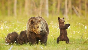 Sčítanie medveďov. Poľovníci zbierajú trus a skúmajú