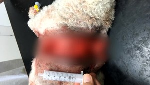 V bratislavskej pivárni zažívajú psíčkari hrôzu. Pes majiteľa prevádzky napáda ostatné zvieratá, jedno dokonca usmrtil