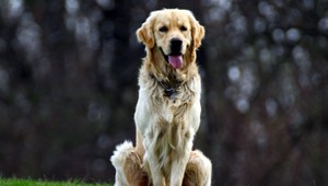 Otrasné! Muž konzumuje psie mäso