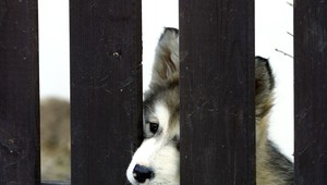 Imrich si po búrlivej noci našiel pred dverami mŕtveho psa