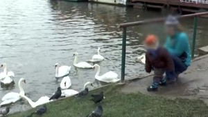 Vtáčia chrípka v Poľsku: Agresívny vírus začal okamžite zabíjať