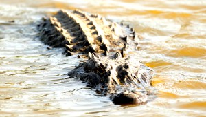 Zázrak. Chlapec prežil útok aligátora