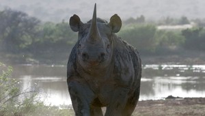 Najväčšie vymieranie zvierat od skazy dinosaurov. Počet druhov prudko klesá