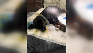 Vodič zrazil gravidnú fenku, ani nezastavil. U veterinárky zomrela