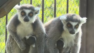 V bratislavskej ZOO pribudli exotické mláďatá.  Ako žijú v našich podmienkach?