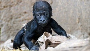 Neuveriteľná radosť malej opičky. Gorila Jengo baví celú ZOO