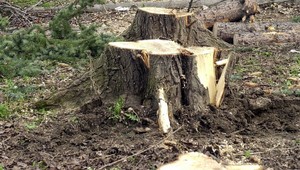 Vyrúbali desiatky zdravých stromov. Zlodejov prichytil ochranca prírody