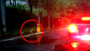 tvojenoviny: Srnka sa stratila mame, takto ju volala