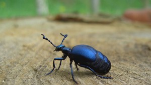 Chrobák ohrozil život malého chlapca, dieťa skončilo v nemocnici