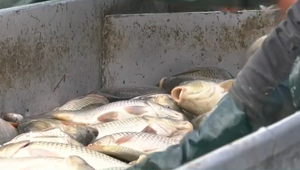 Rybári už vyťahujú z vody kaprov na Vianočný stôl. Ceny sa drasticky nezmenia