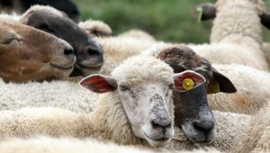 Ovce sa špacírovali po križovatke! A pastiera nikde...