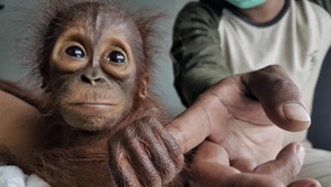 Ži a nechaj žiť! V Indonézii za posledných 20 rokov zomrelo 100 tisíc orangutanov