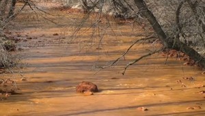 Dva rozbory, dva rozdielne výsledky. V okolí rieky Slaná sa obávajú o kvalitu vody