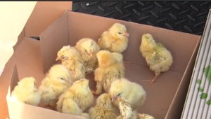 Kuriatka, ktoré prežili nehodu kamióna majú utratiť. Ľudia z okolia ich prišli zachrániť