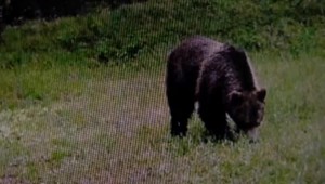 Stretnúť medveďa prestáva byť niečím výnimočným. Sú tieto zvery premnožené?