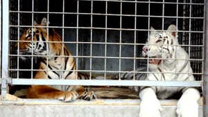 Väčšinu zvierat už v cirkusoch na Slovensku neuvidíte. Ministerstvo predložilo nový návrh