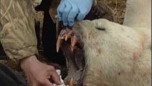 Medveď prišiel o život, usmrtila ho polícia