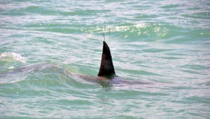 Austrálske úrady uzavreli pláže po štvrtom útoku žraloka za 48 hodín