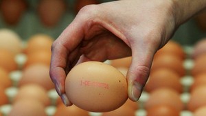 Slovenskí hydinári sa pre poľské vajcia obrátia na Brusel