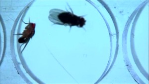 Zábavná štúdia s vínnymi muškami ukázala ako bojovať so závislosťami