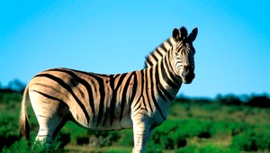 Vedci rozlúskli záhadu zebrích pruhov