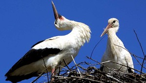Na východe postavili hniezdo bocianovi. Boja sa, že im už nebude mať kto nosiť deti