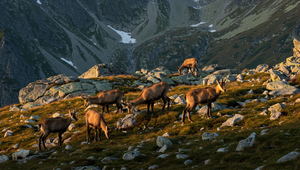 Tatranský park radí zvážiť návštevu pre slintačku a krívačku. Môžete ohroziť kamzíky