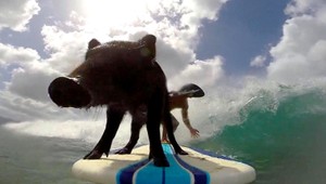 Havajské prasiatko nelieta, nespieva ale surfuje