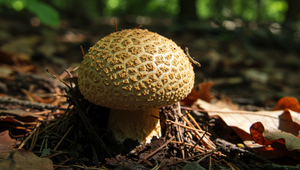 Nebezpečná chuťovka v tábore: Trinásťročný chlapec sa otrávil jedovatou hubou