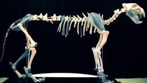 Jaskynného leva z 3D tlačiarne tlačili bez prestávky. Iba časť lebky trvala 110 hodín