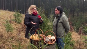 Zimné hubárčenie nie je mýtus: Plné košíky húb aj počas mrazivých dní