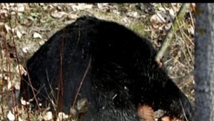 Obrovský medveď napadol dedinčanov