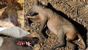 Na Ukrajine vyčíňa mýtická chupacabra! Napáda aj ľudí